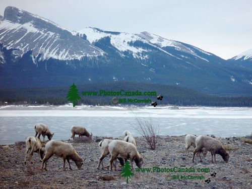 Abraham Lake, Alberta, Canada 06