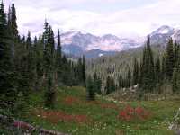 Alpine Wildflowers, Mount Revelstoke National Park, British Columbia, Canada 01