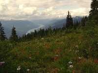 Alpine Wildflowers, Mount Revelstoke National Park, British Columbia, Canada 03