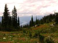 Alpine Wildflowers, Mount Revelstoke National Park, British Columbia, Canada 04
