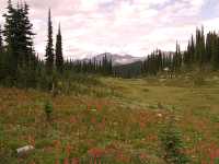 Alpine Wildflowers, Mount Revelstoke National Park, British Columbia, Canada 06