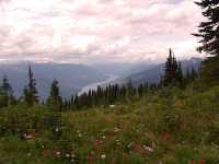 Alpine Wildflowers, Mount Revelstoke National Park, British Columbia, Canada  08