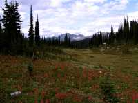 Alpine Wildflowers, Mount Revelstoke National Park, British Columbia, Canada 09