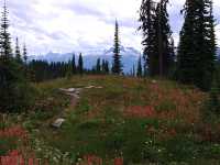 Alpine Wildflowers, Mount Revelstoke National Park, British Columbia, Canada  10