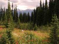 Alpine Wildflowers, Mount Revelstoke National Park, British Columbia, Canada 11