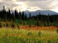 Highlight for Album: Revelstoke National Park of Canada, Alpine Wildflowers Photos, British Columbia, Canada, Canadian National Parks Stock Photos