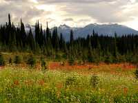 Alpine Wildflowers, Mount Revelstoke National Park, British Columbia, Canada 12