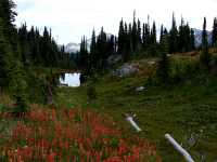 Alpine Wildflowers, Mount Revelstoke National Park, British Columbia, Canada 13 
