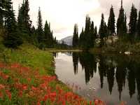Alpine Wildflowers, Mount Revelstoke National Park, British Columbia, Canada 14 