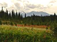 Alpine Wildflowers, Revelstoke National Park, B.C. Canada 16