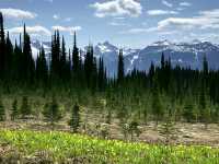Alpine Wildflowers, Mount Revelstoke National Park, British Columbia, Canada CM11-15 