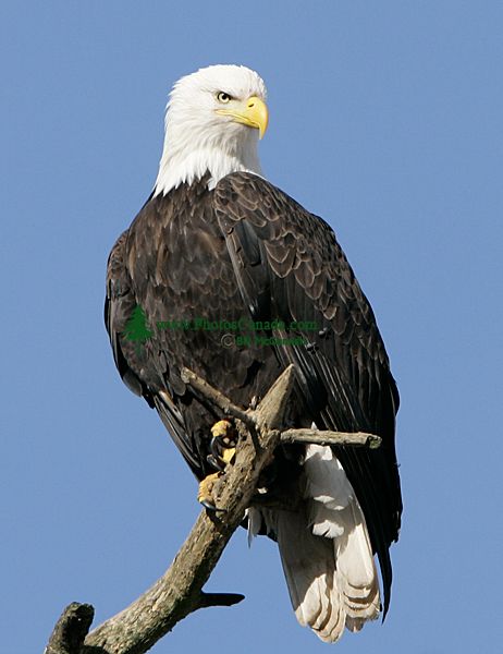 American Bald Eagle Squamish British Columbia Canada CM11001