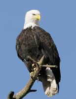 American Bald Eagle, Squamish, British Columbia, Canada CM11-001