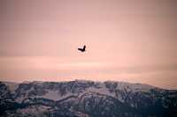 American Bald Eagle, Squamish, British Columbia, Canada CM11-085