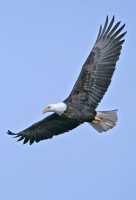 American Bald Eagle, Squamish, British Columbia, Canada CM11-003