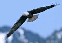 American Bald Eagle, Squamish, British Columbia, Canada CM11-004