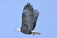 American Bald Eagle, Squamish, British Columbia, Canada CM11-005