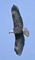 American Bald Eagle, Squamish, British Columbia, Canada CM11-006