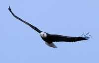 American Bald Eagle, Squamish, British Columbia, Canada CM11-007