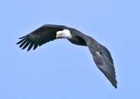 American Bald Eagle, Squamish, British Columbia, Canada CM11-008