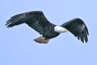 American Bald Eagle, Squamish, British Columbia, Canada CM11-010