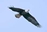American Bald Eagle, Squamish, British Columbia, Canada CM11-011
