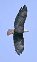 American Bald Eagle, Squamish, British Columbia, Canada CM11-012