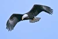 American Bald Eagle, Squamish, British Columbia, Canada CM11-013
