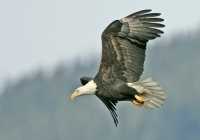 American Bald Eagle, Squamish, British Columbia, Canada CM11-014