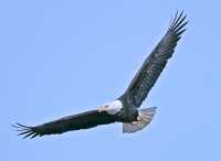 American Bald Eagle, Squamish, British Columbia, Canada CM11-015