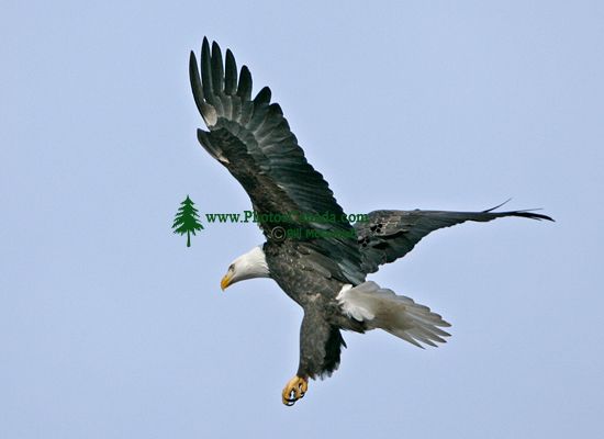 American Bald Eagle Squamish British Columbia Canada CM11016