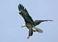 American Bald Eagle, Squamish, British Columbia, Canada CM11-016