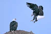 American Bald Eagles, Squamish, British Columbia, Canada CM11-017