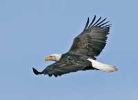 American Bald Eagle, Squamish, British Columbia, Canada CM11-019