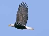 American Bald Eagle, Squamish, British Columbia, Canada CM11-020