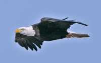 American Bald Eagle, Squamish, British Columbia, Canada CM11-021