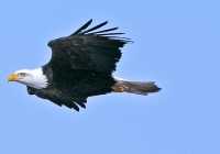 American Bald Eagle, Squamish, British Columbia, Canada CM11-022