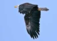American Bald Eagle, Squamish, British Columbia, Canada CM11-023