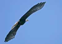 American Bald Eagle, Squamish, British Columbia, Canada CM11-024