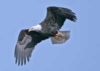 American Bald Eagle, Squamish, British Columbia, Canada CM11-026