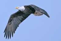 American Bald Eagle, Squamish, British Columbia, Canada CM11-027