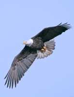 American Bald Eagle, Squamish, British Columbia, Canada CM11-028