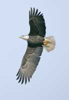 American Bald Eagle, Squamish, British Columbia, Canada CM11-029