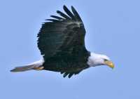 American Bald Eagle, Squamish, British Columbia, Canada CM11-031