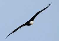 American Bald Eagle, Squamish, British Columbia, Canada CM11-032