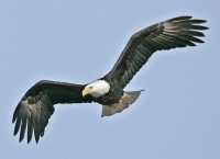American Bald Eagle, Squamish, British Columbia, Canada CM11-033