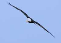 American Bald Eagle, Squamish, British Columbia, Canada CM11-034