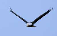 American Bald Eagle, Squamish, British Columbia, Canada CM11-035