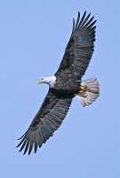 American Bald Eagle, Squamish, British Columbia, Canada CM11-036