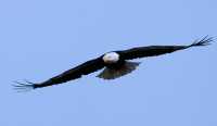 American Bald Eagle, Squamish, British Columbia, Canada CM11-037